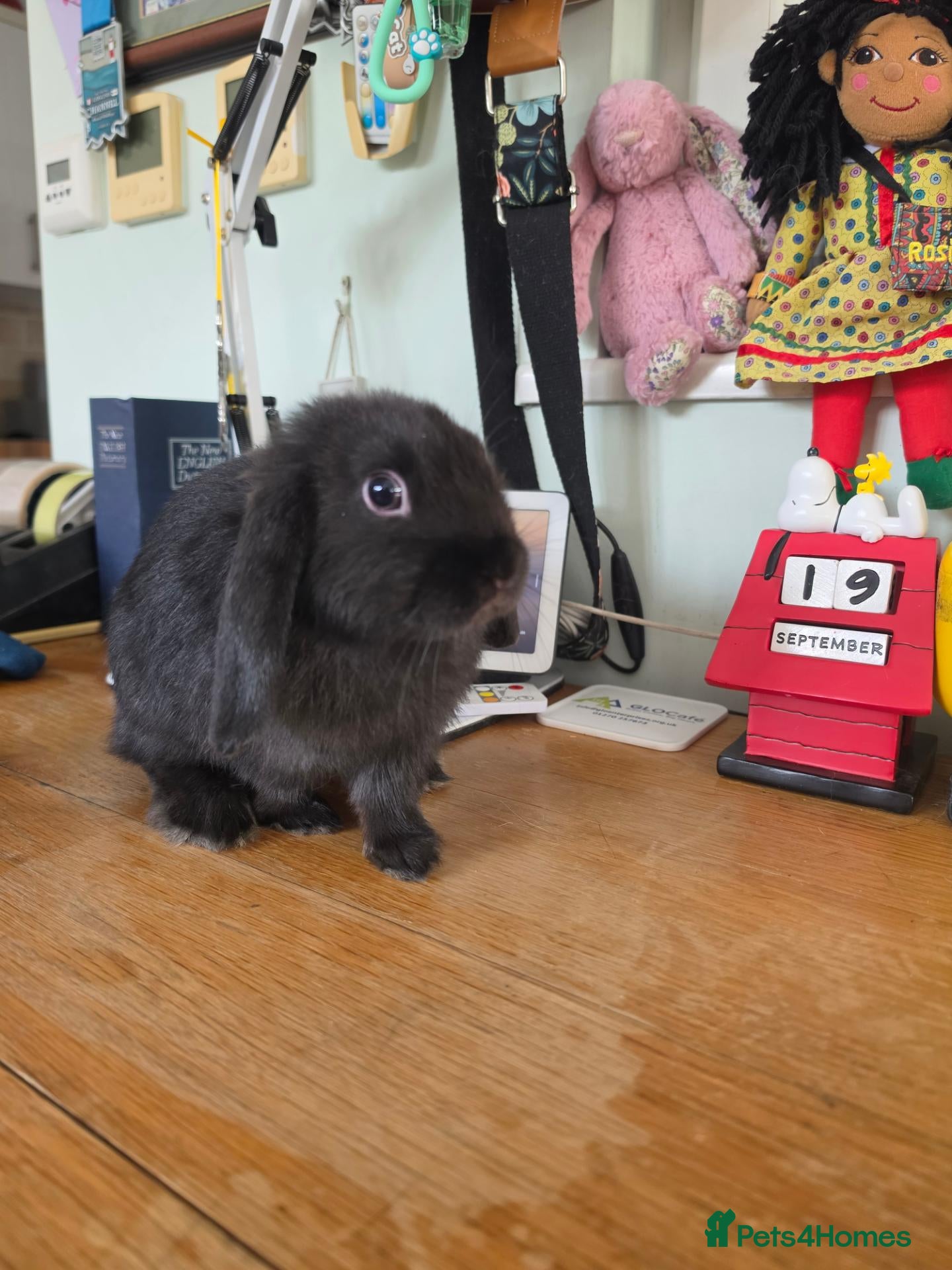 Mini Lop rabbits Gorgeous black Mini Lop - Advert 2