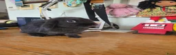 Mini Lop rabbits for sale: Gorgeous black Mini Lop in Crewe - Advert 2