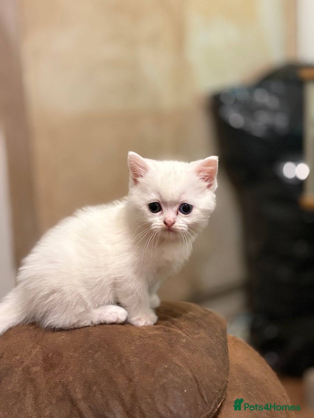 Persian cats for sale: White half Persian kitten, ready  **  eve - Advert 3