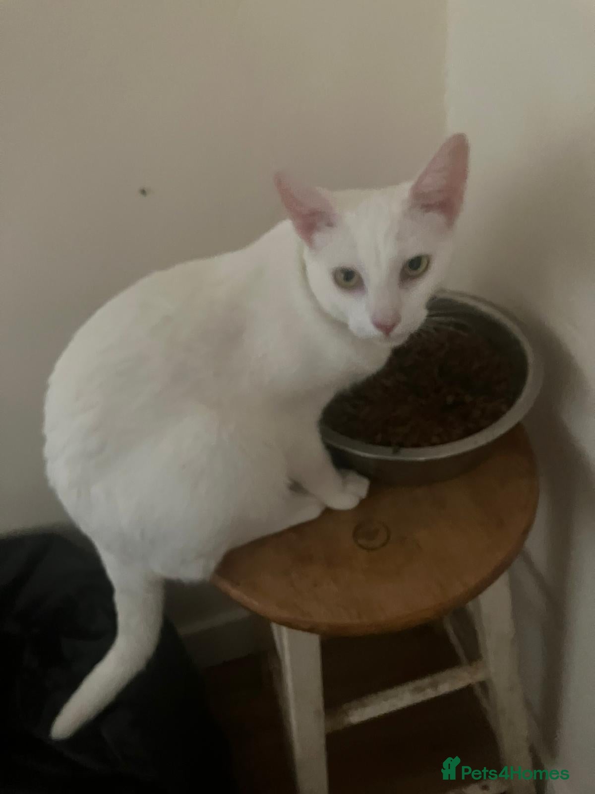 Mixed Breed cats 17 months old female cat  - Advert 2