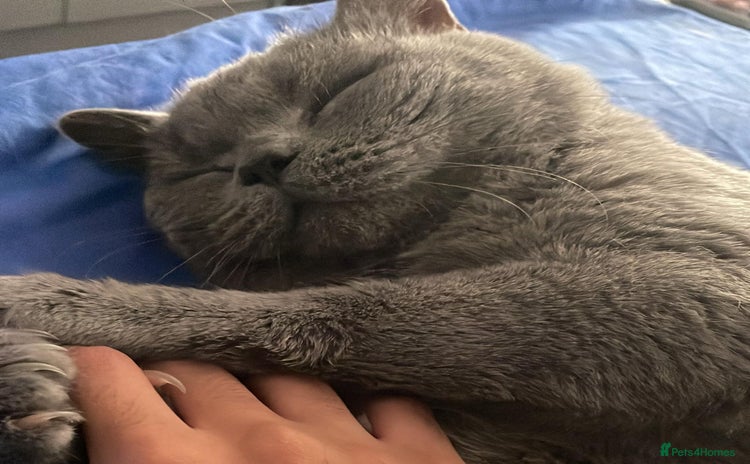 British Shorthair cats Male British Shorthair  - Advert 1