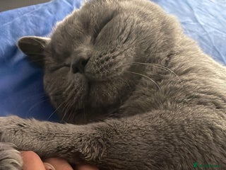 British Shorthair cats Male British Shorthair - Advert 1