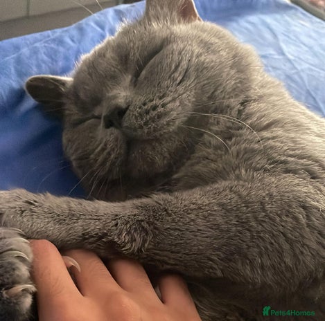 British Shorthair cats Male British Shorthair - Advert 1