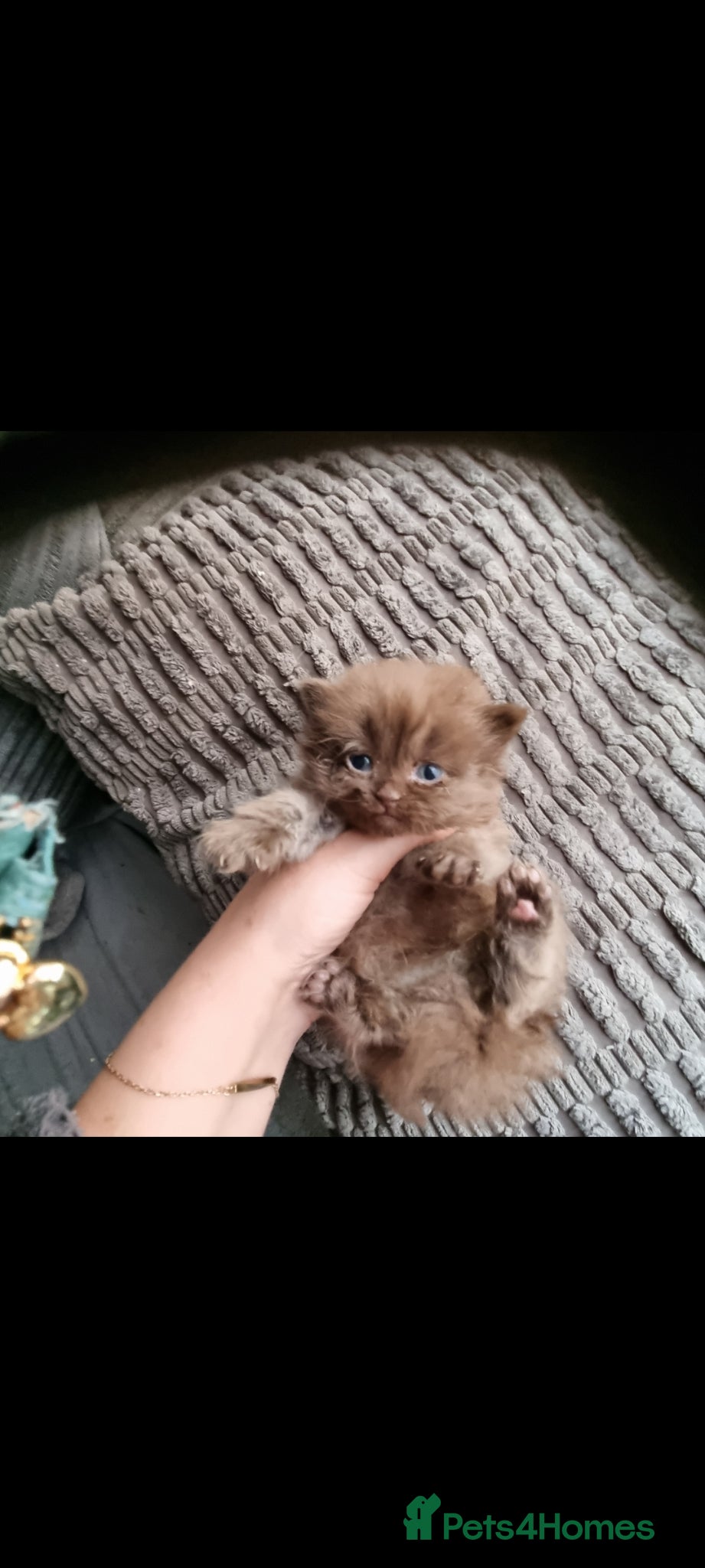 British Shorthair cats Beautiful kitten's  - Advert 5