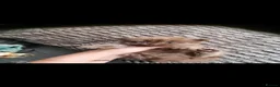 British Shorthair cats for sale: Beautiful kitten's  - Advert 1
