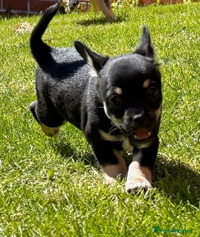 Jack Chi dogs Jackchi for sale  - Advert 2