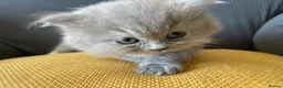 British Shorthair cats for sale: GCCF Registered British Shorthairs / Longhairs - Advert 15