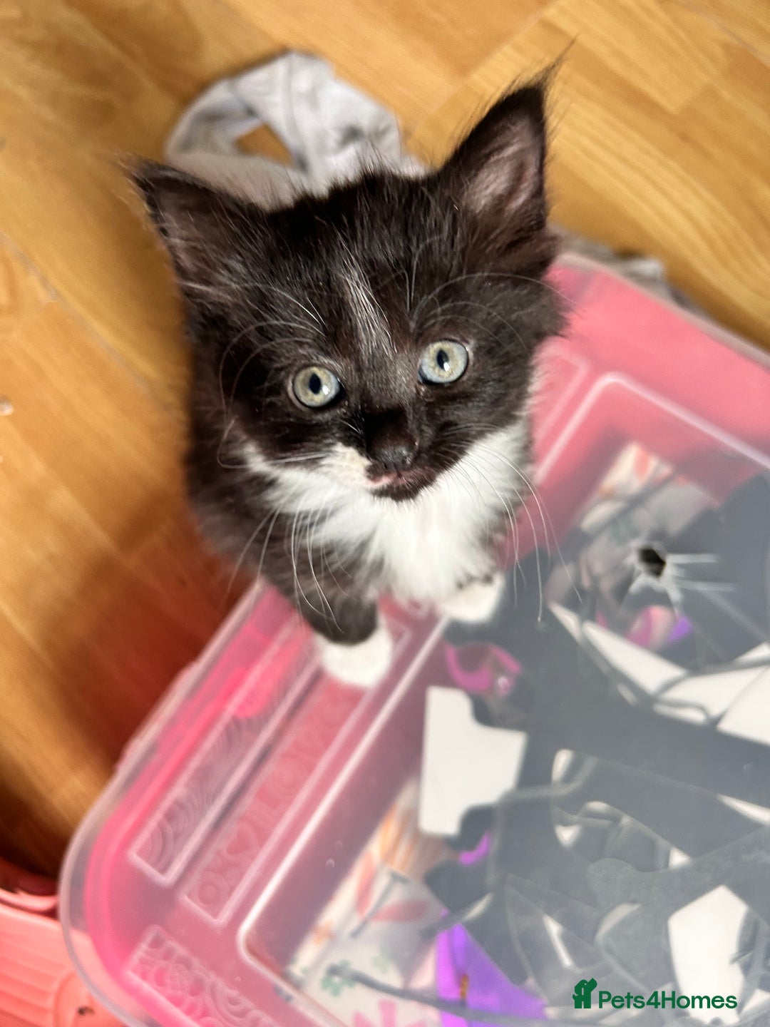 Mixed Breed cats for sale: For sale - Image 2