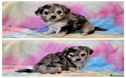 Chihuahua dogs for sale: Fluffy gorgeous chihuahua x Korean maltese  - Image 11