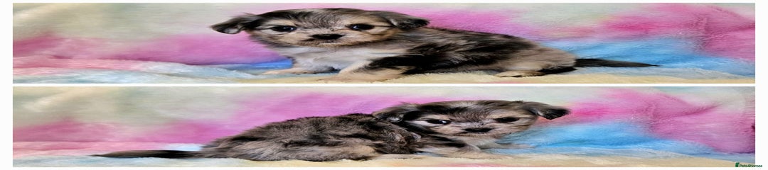 Chihuahua Puppy 1