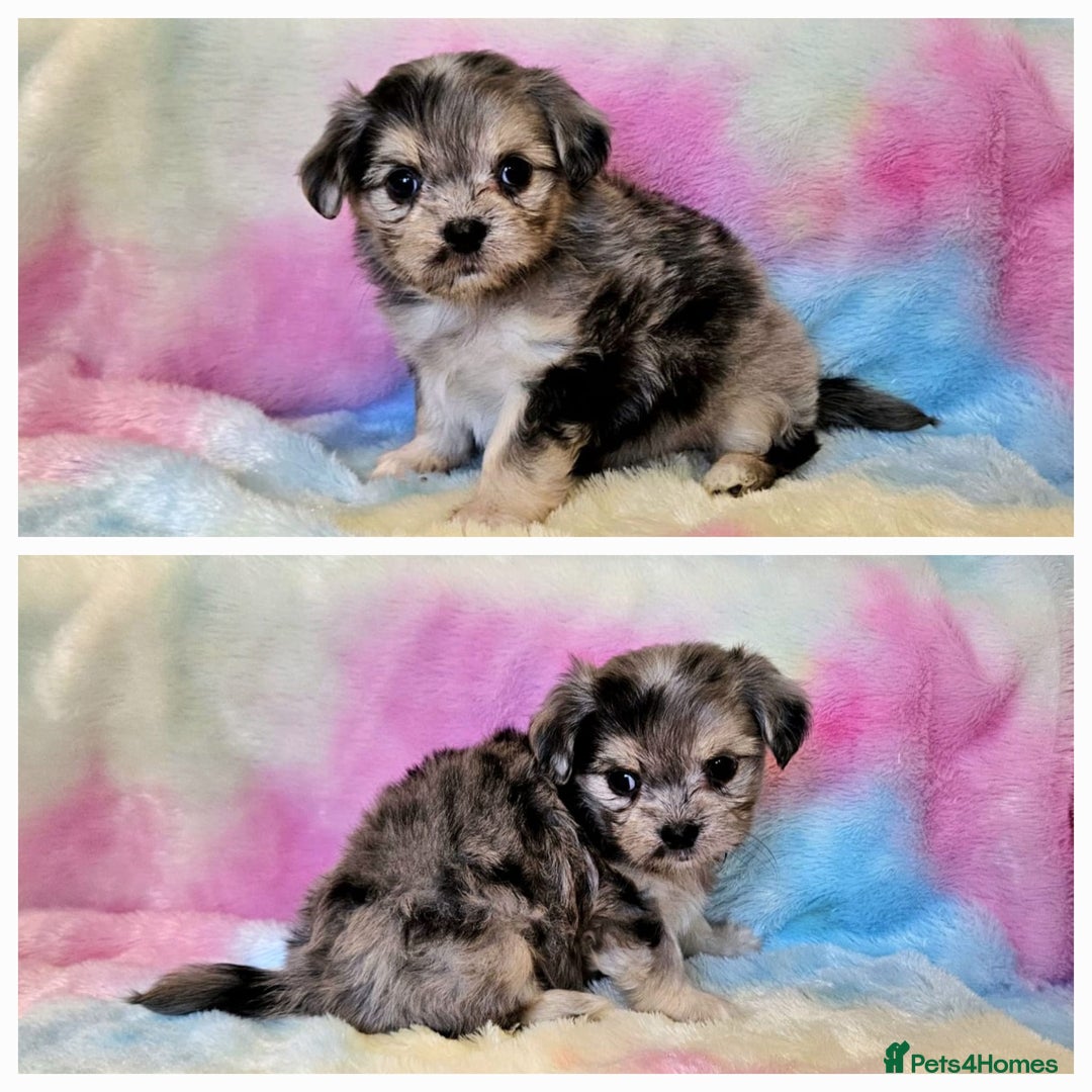 Chihuahua dogs for sale: Fluffy gorgeous chihuahua x Korean maltese  - Image 11