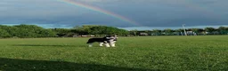 Siberian Husky dogs for stud: Husky Stud  - Advert 28