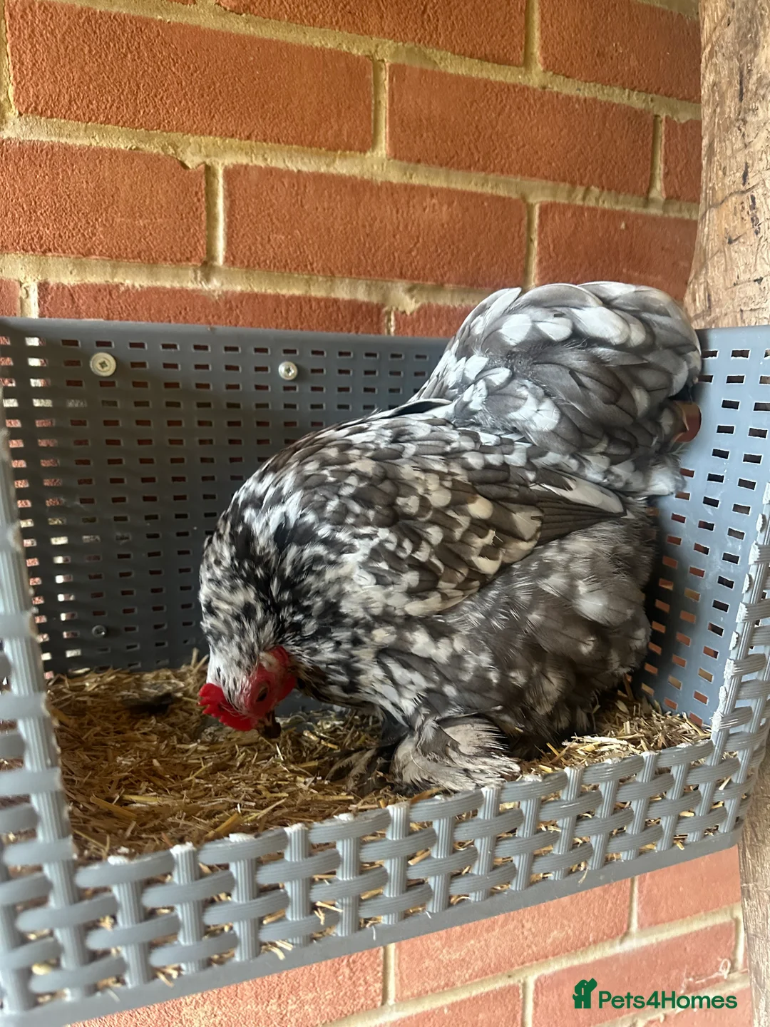 Chickens poultry for sale: 9 Batam Pekins  - Advert 9