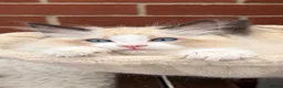 Ragdoll cats for sale: Stunning GCCF reg kittens available to 5* homes.  - Advert 18
