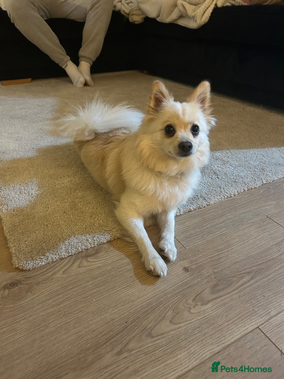 Mixed Breed dogs for sale: Pomeranian cross for sale  - Advert 3