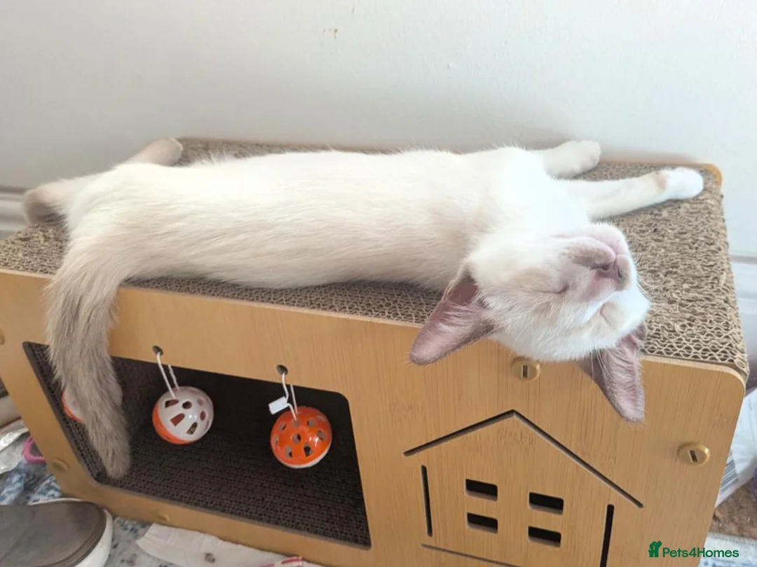 Siamese cats for sale: Simease kitten for sale - Advert 4