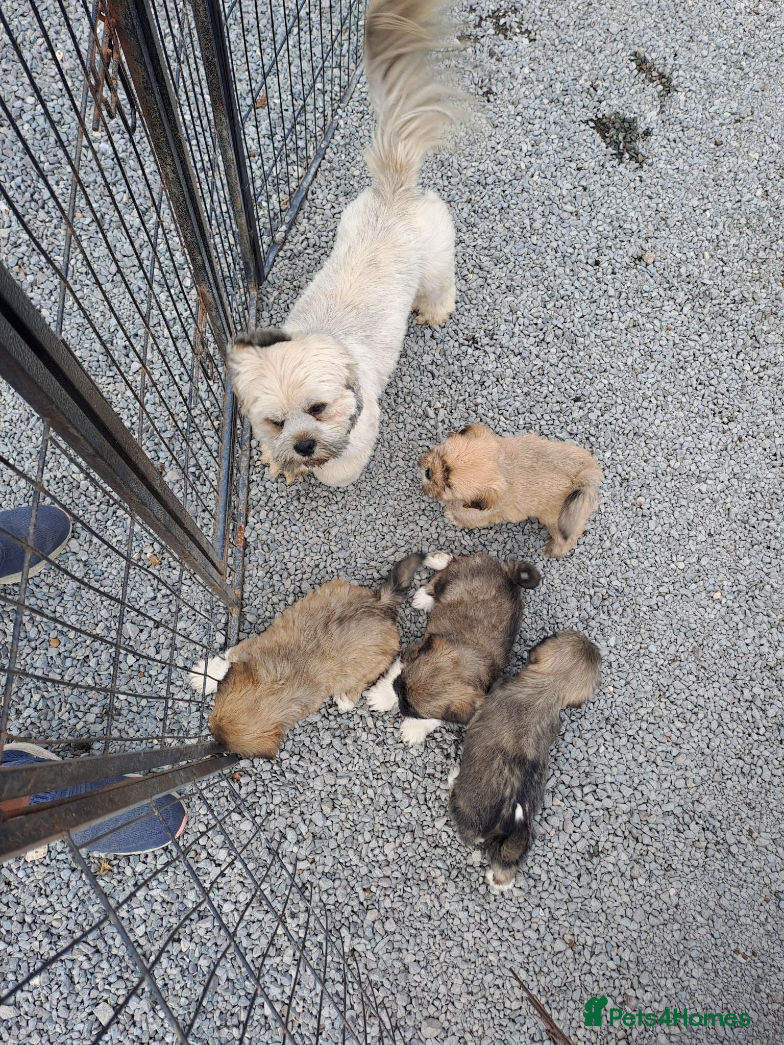 Lhasa Apso dogs Lhasa Apso Puppies  - Advert 2