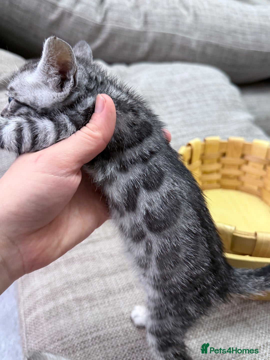 Bengal cats for sale: kittens - Advert 16