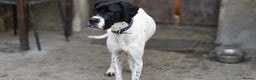 Pointer dogs for adoption: Celta  - Advert 5