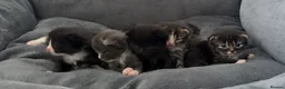 British Longhair cats for sale: 5 adorable kittens  - Advert 14