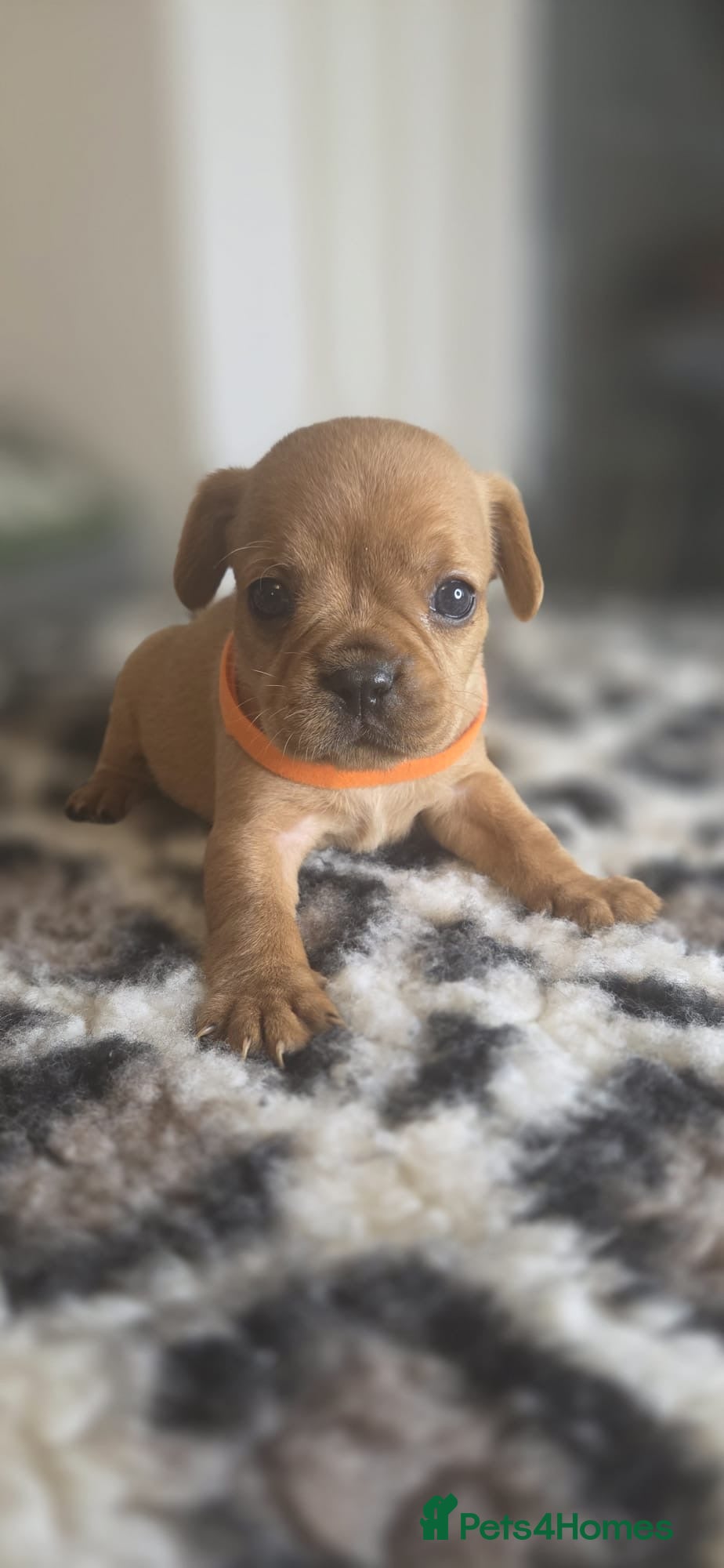 Mixed Breed dogs Red Royal frenchel puppies - Advert 7