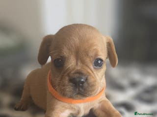 Mixed Breed dogs Red Royal frenchel puppies - Advert 15