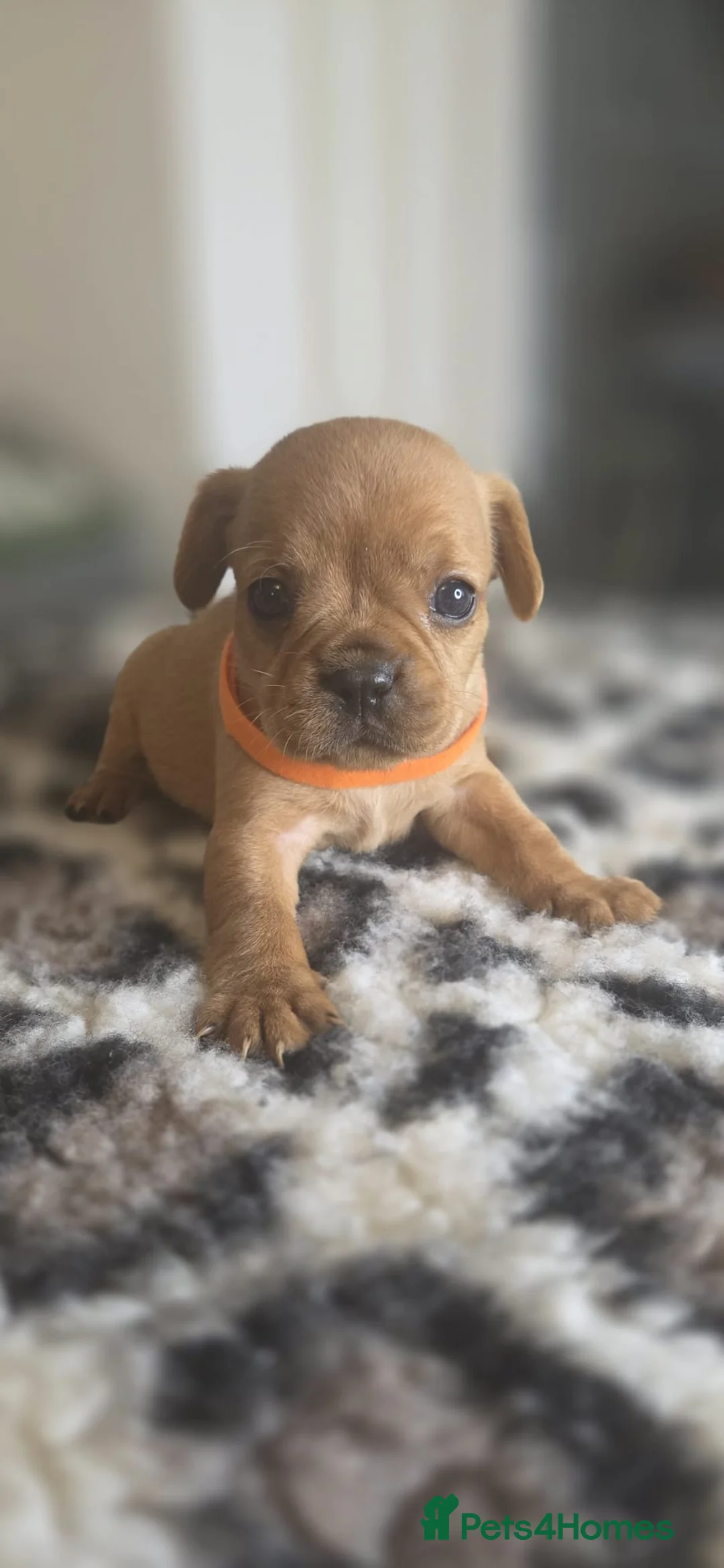 Mixed Breed dogs for sale: frenchel pups READY TO LEAVE - Advert 23