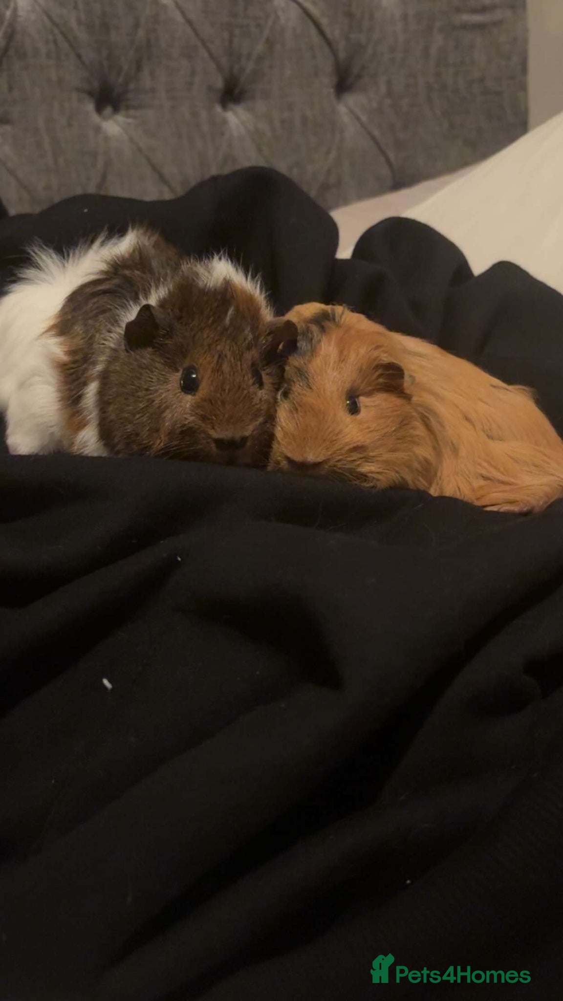 Guinea Pig rodents guinea pigs  - Advert 1