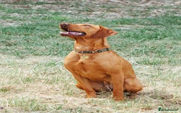 Mixed Breed dogs for sale: Vizla x Fox Red Lab (75/25) Puppies - Image 24