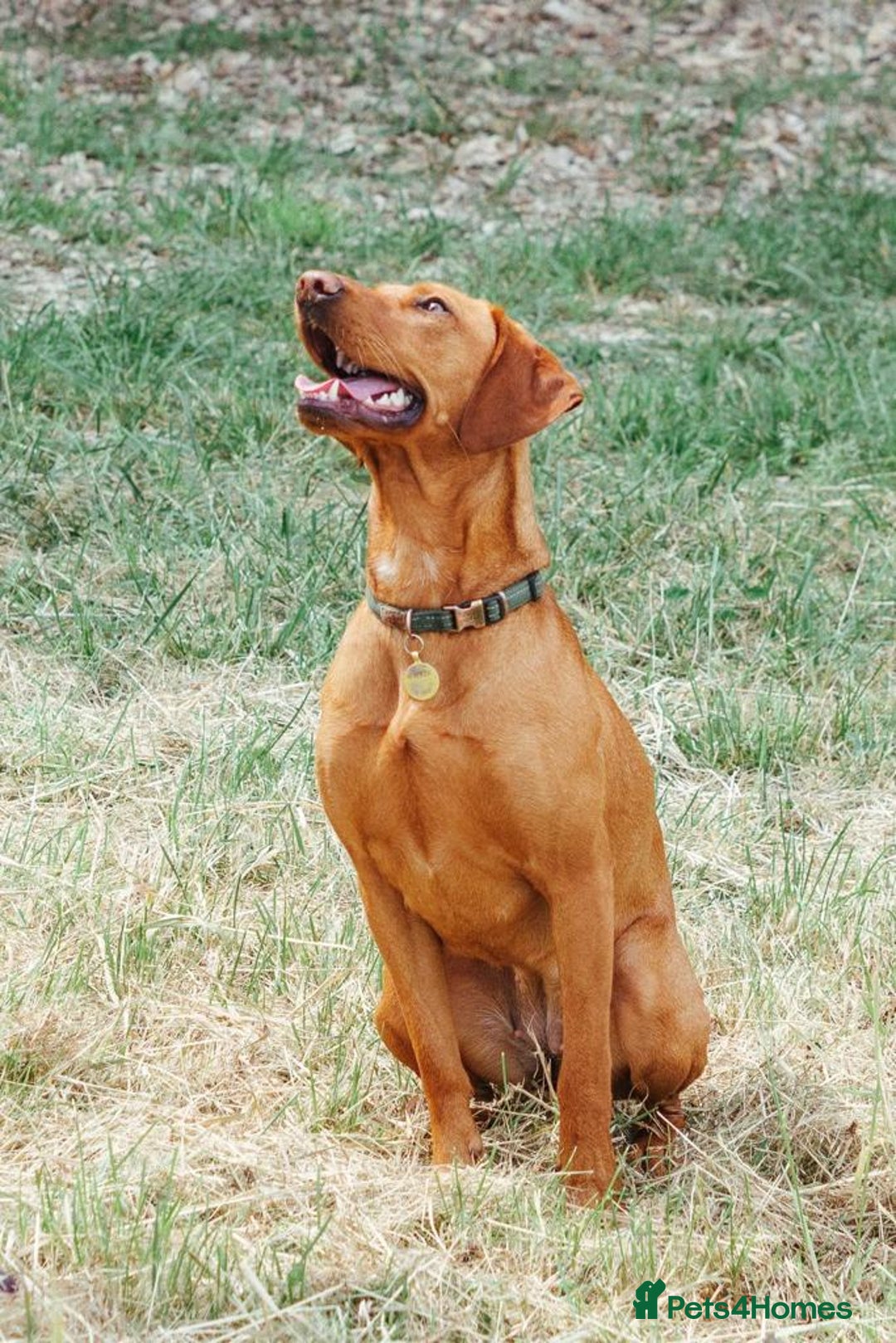 Mixed Breed dogs for sale: Vizla x Fox Red Lab (75/25) Puppies - Image 24