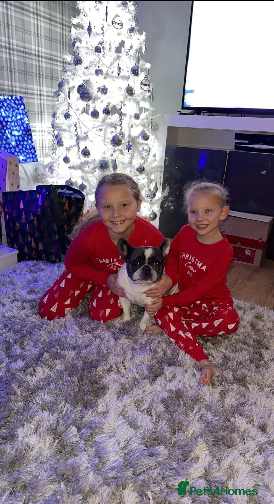 French Bulldog dogs for sale: French bulldog  - Advert 2