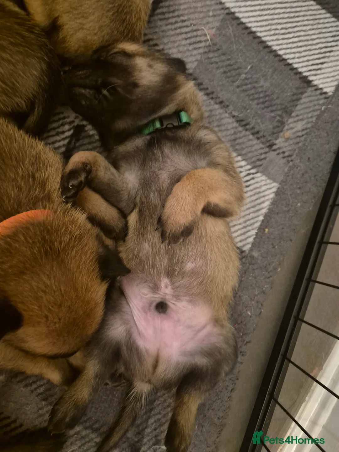 Belgian Shepherd Dog dogs for sale: KC Registered Belgian Malinois - Advert 9