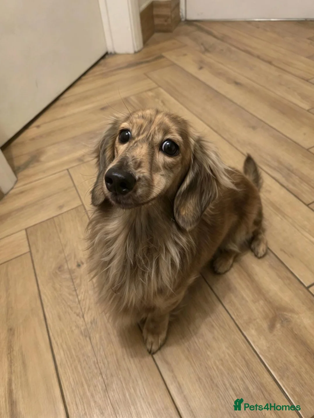Miniature Dachshund dogs for stud: STUNNING UNIQUE CREAM BRINDLE STUD BOY - Advert 2