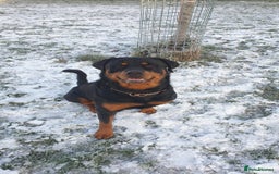 Rottweiler dogs for sale: KC Rottweiler Puppies - Image 3