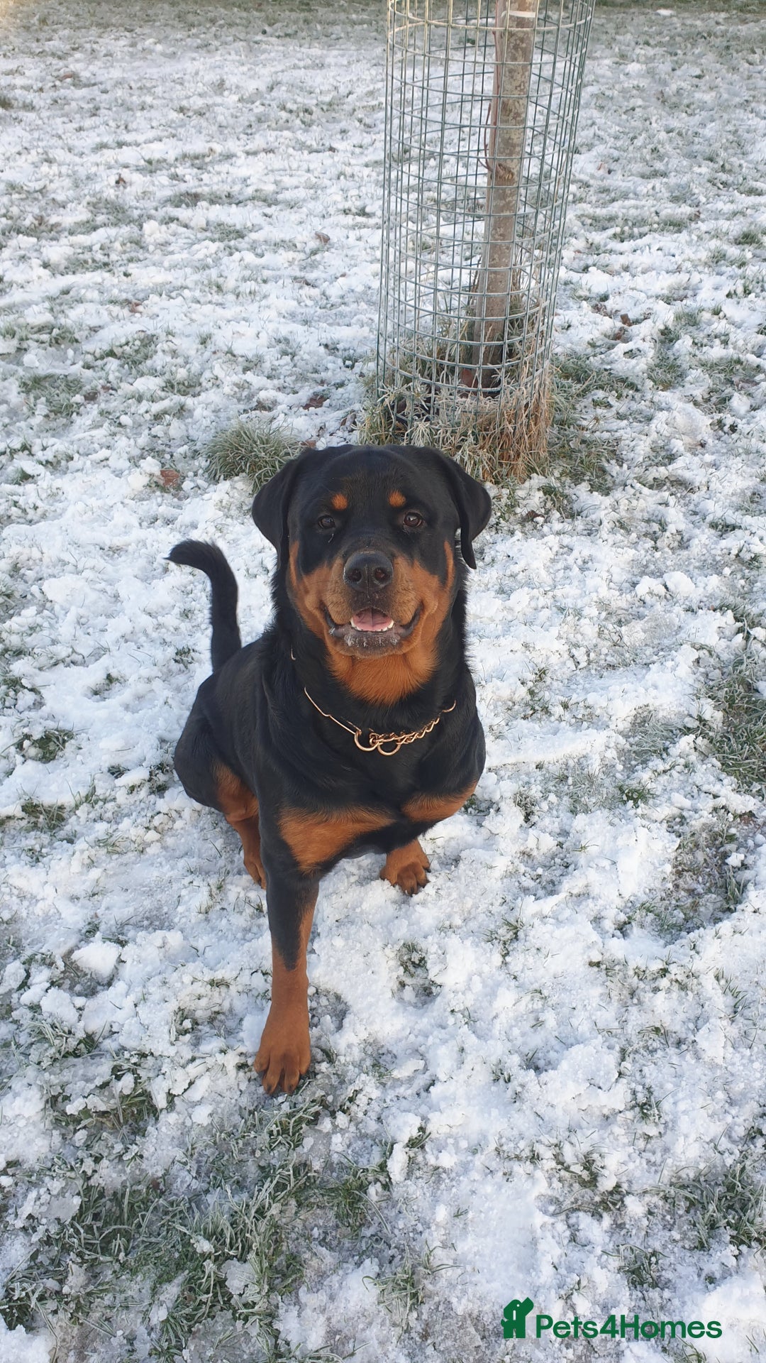 Rottweiler dogs for sale: KC Rottweiler Puppies - Image 3