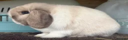 Mini Lop rabbits for sale: Black sabled magpie mini lop buck/boy - Advert 2