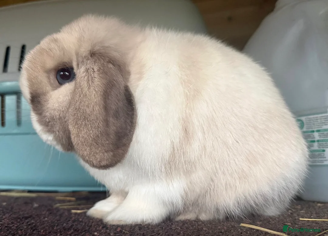 Mini Lop rabbits for sale: Black sabled magpie mini lop buck/boy - Advert 2