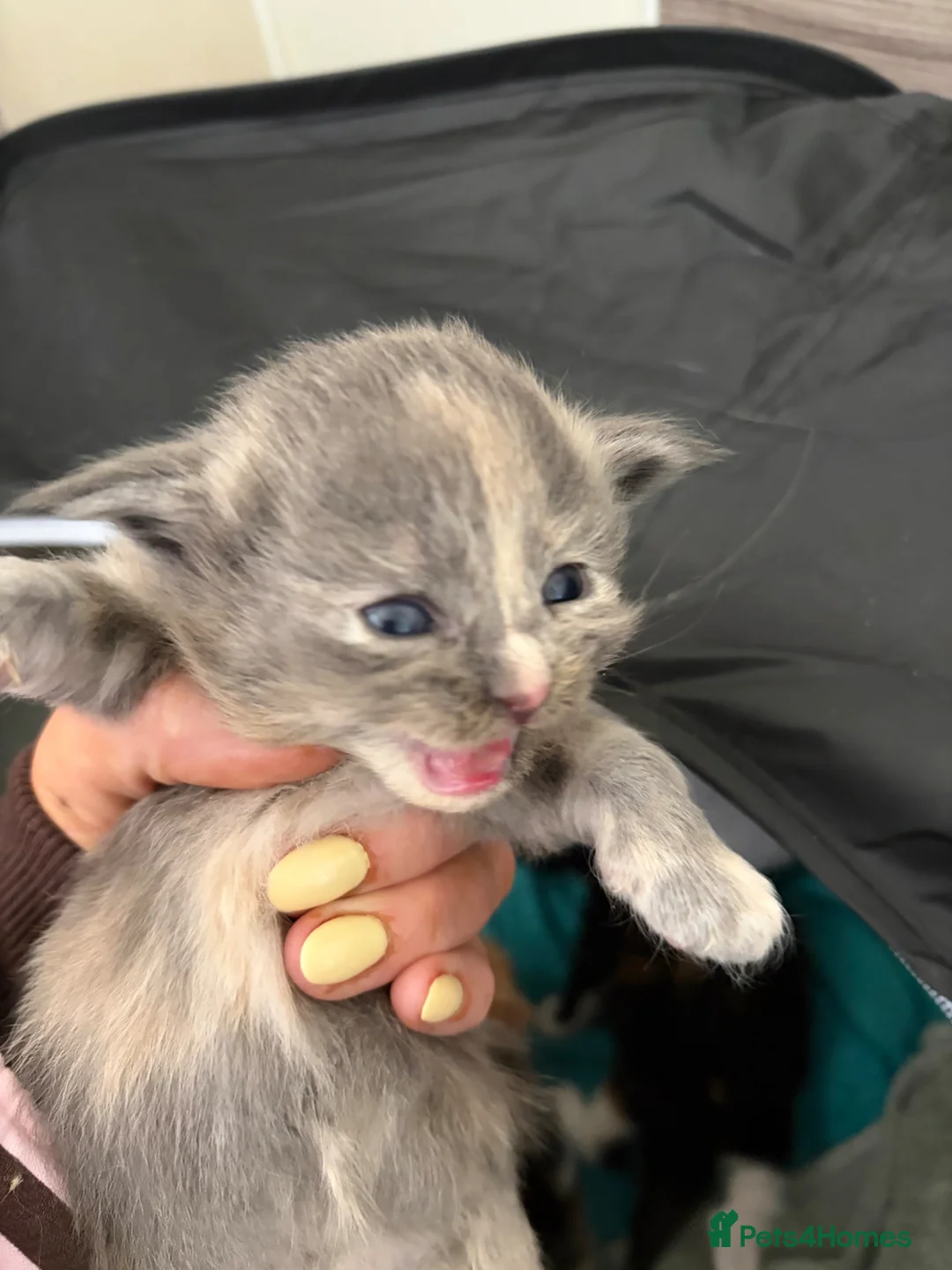 Maine Coon cats for sale: Three beautiful maincoone kittens  - Advert 17