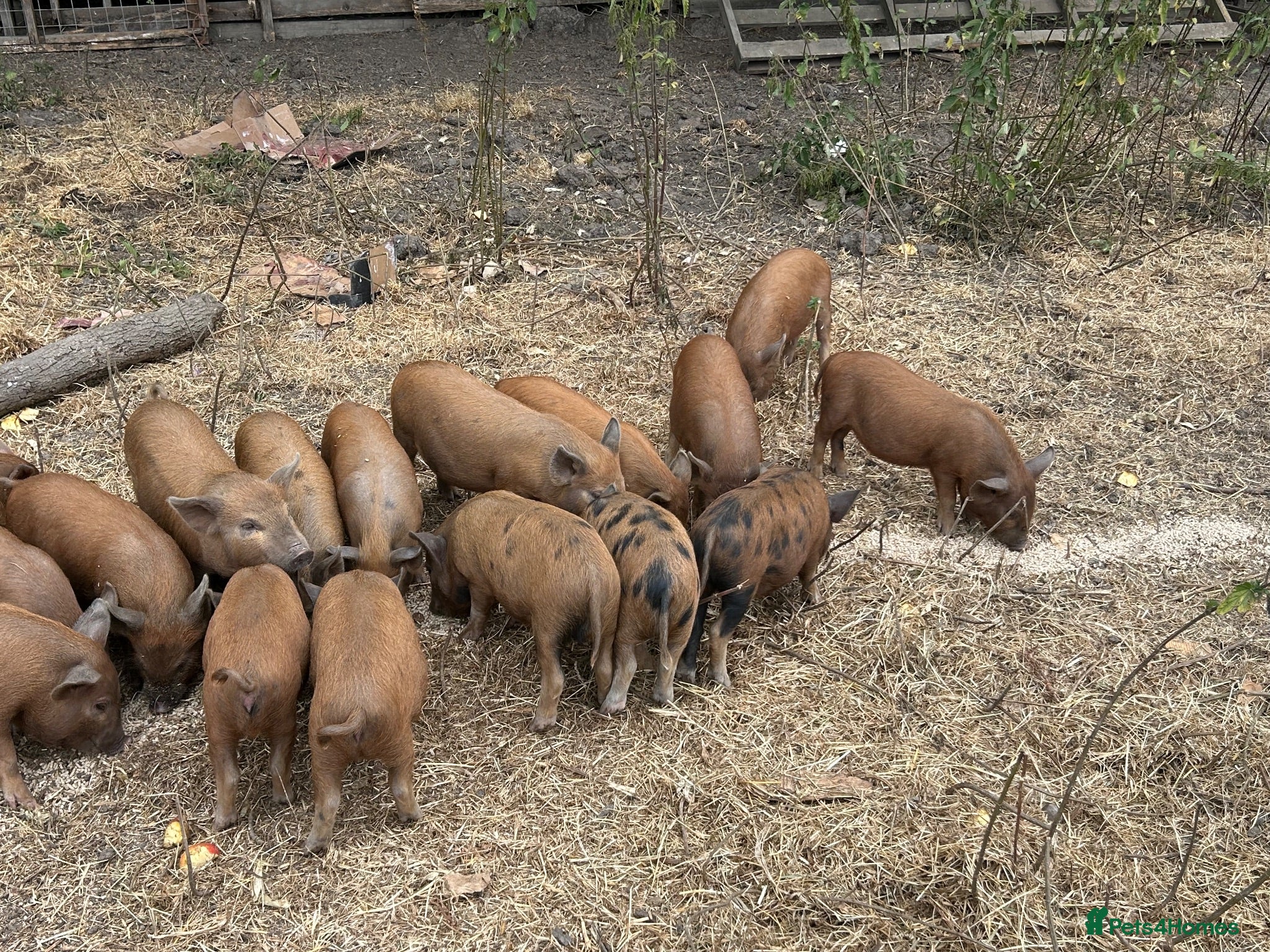 Pig livestock Kune Kune X Juliana - Advert 2