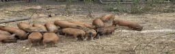 Pig livestock for sale: Kune Kune X Juliana - Advert 2
