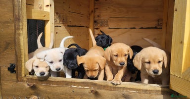 Labrador Retriever dogs - Advert 5
