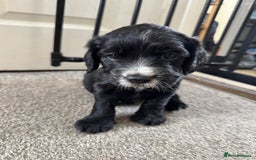 Cocker Spaniel dogs for sale: Beautiful cocker spaniels  - Image 4