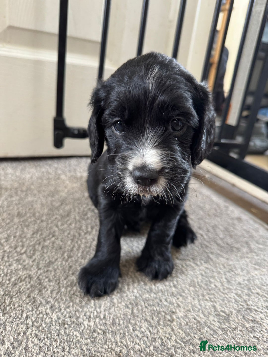 Cocker Spaniel dogs for sale: Beautiful cocker spaniels  - Image 4