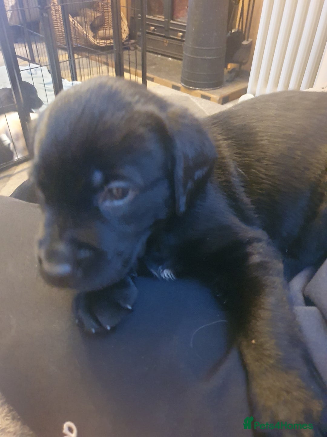 Labrador Retriever dogs for sale: labrador pups for sale home reared - Advert 18