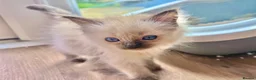 Ragdoll cats for sale: Ragdoll GCCF registered kittens - 9 weeks old - Advert 23