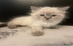 Ragdoll cats for sale: Last boy girl Hcm pkd so loving  playful cutie  - Image 10