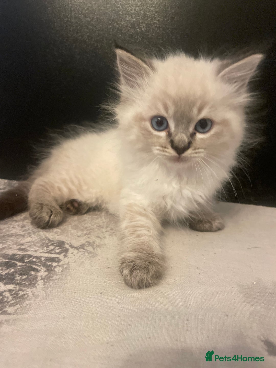 Ragdoll cats for sale: Last boy girl Hcm pkd so loving  playful cutie  - Image 10