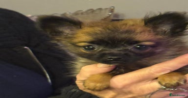 Pomeranian dogs - Advert 12