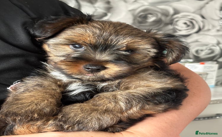 Yorkshire Terrier dogs - Advert 15