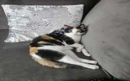 Mixed Breed cats for sale: 5 beautiful kittens ready for new loving home  - Image 11